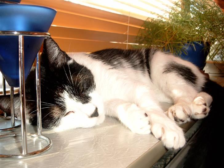 Huskat Molly - ah, ligge her i solen og bare nyde varmen.. billede 20