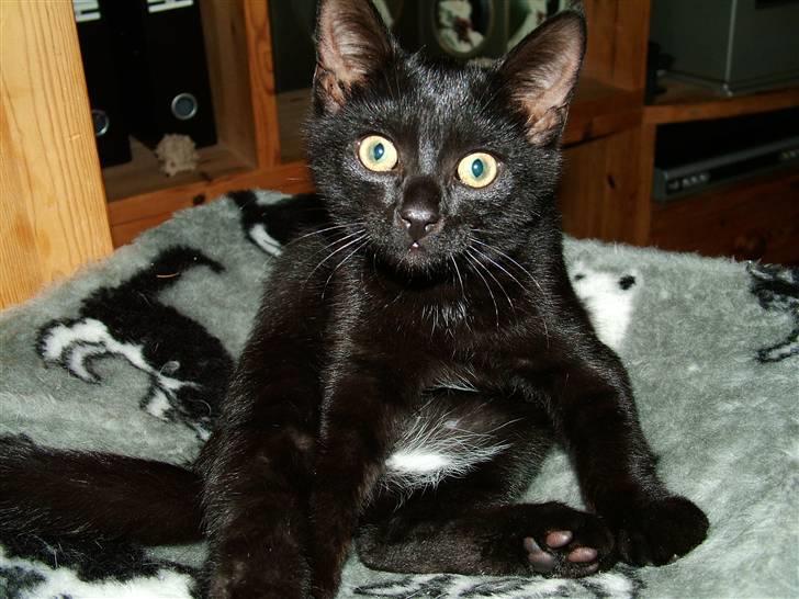 Huskat Thor - hva mener du?? billede 12