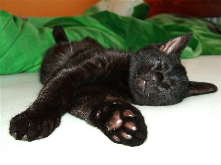 Huskat Thor - ah, livet er skønt billede 13