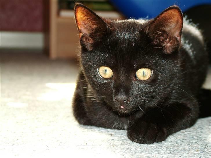 Huskat Thor - dengang jeg var ung og alt var nyt billede 14