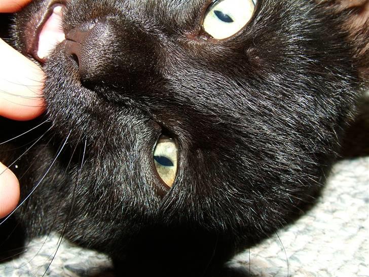 Huskat Thor - arh, kom nu. leg lidt med mig.. billede 15