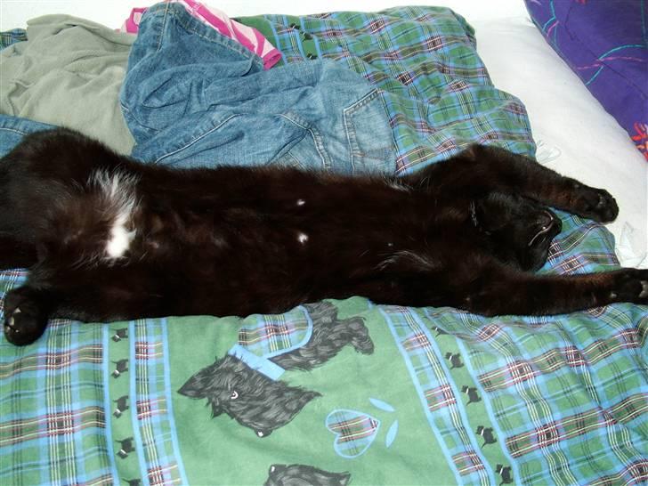 Huskat Thor - Thor feder den fuldstændig på sengen billede 16