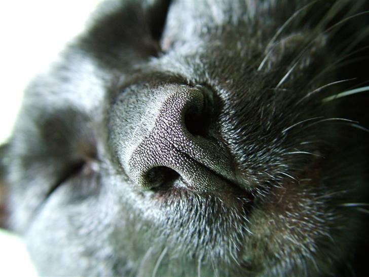 Huskat Thor - Close-up and personal with Thor billede 17