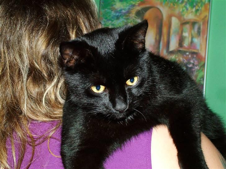 Huskat Thor - se se, sådan lader jeg mig gerne fragte rundt :) billede 18