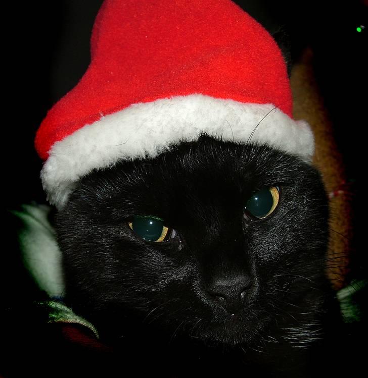 Huskat Thor - utroligt hva man ska finde sig i, bare fordi man er lækker.. billede 19