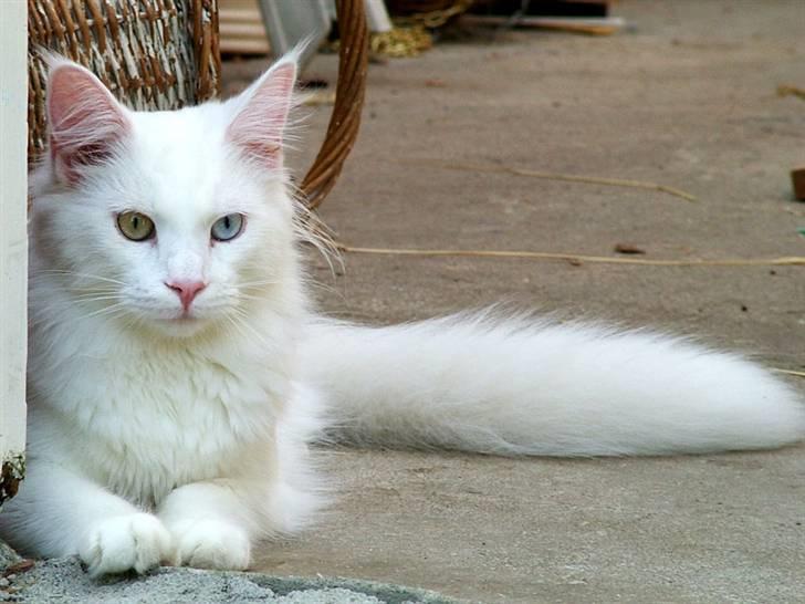 Maine Coon IC Rocky Racoon of Canpaz - fra dengang jeg var avlshan billede 12