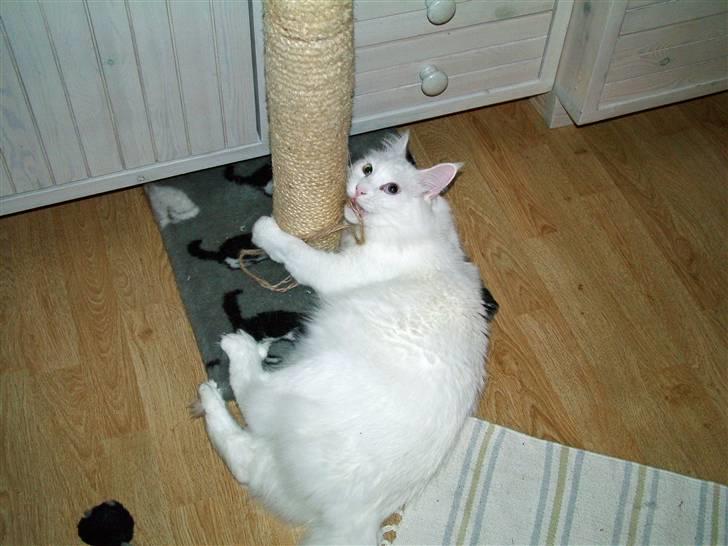 Maine Coon IC Rocky Racoon of Canpaz - Rocky går amok på kradsetræet billede 13