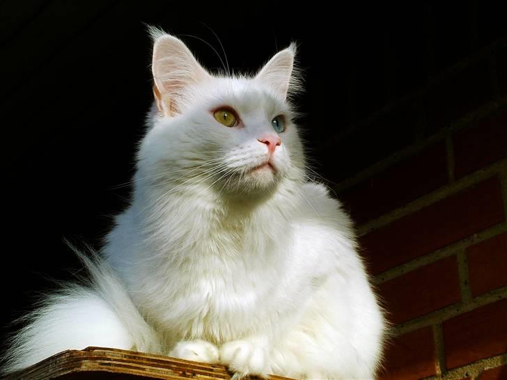 Maine Coon IC Rocky Racoon of Canpaz - jeg skuer ud over mit domæne billede 14