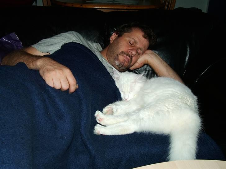 Maine Coon IC Rocky Racoon of Canpaz - Rocky hygger SÅ meget med farmand billede 15