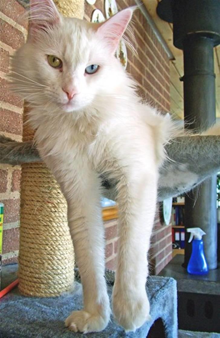 Maine Coon IC Rocky Racoon of Canpaz - jeg hænger lige her og holder øje med det hele billede 16