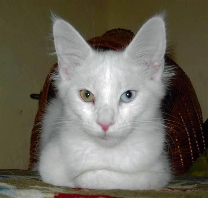 Maine Coon IC Rocky Racoon of Canpaz - Rocky som killing billede 17