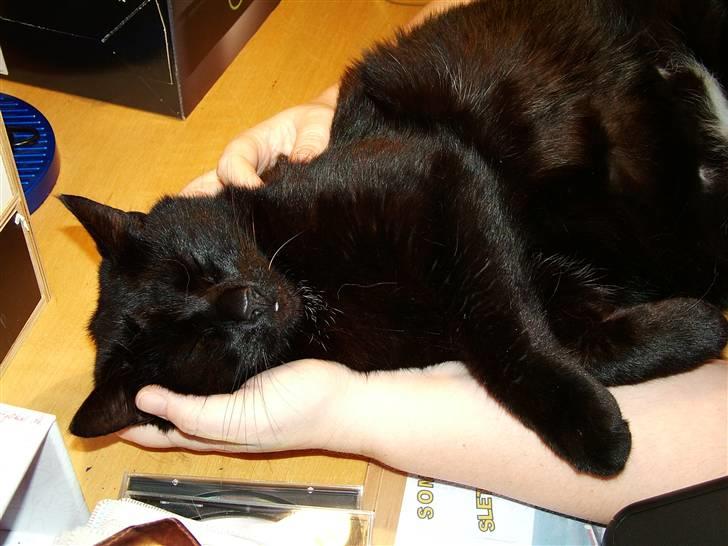 Huskat Thor - Thor er en MEGET stor kælepot :) billede 20