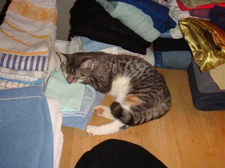 Huskat Feline - nu med kilinger billede 5