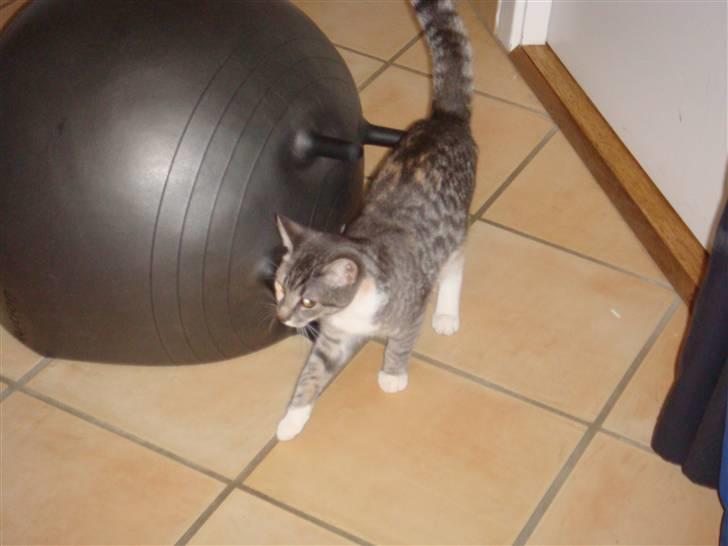 Huskat Feline - nu med kilinger billede 6