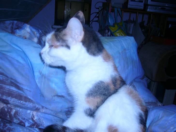 Huskat perle. billede 7