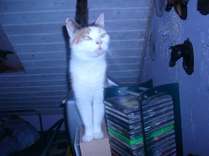 Huskat perle. billede 8