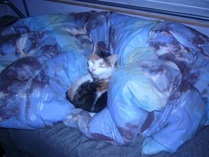 Huskat perle. billede 9