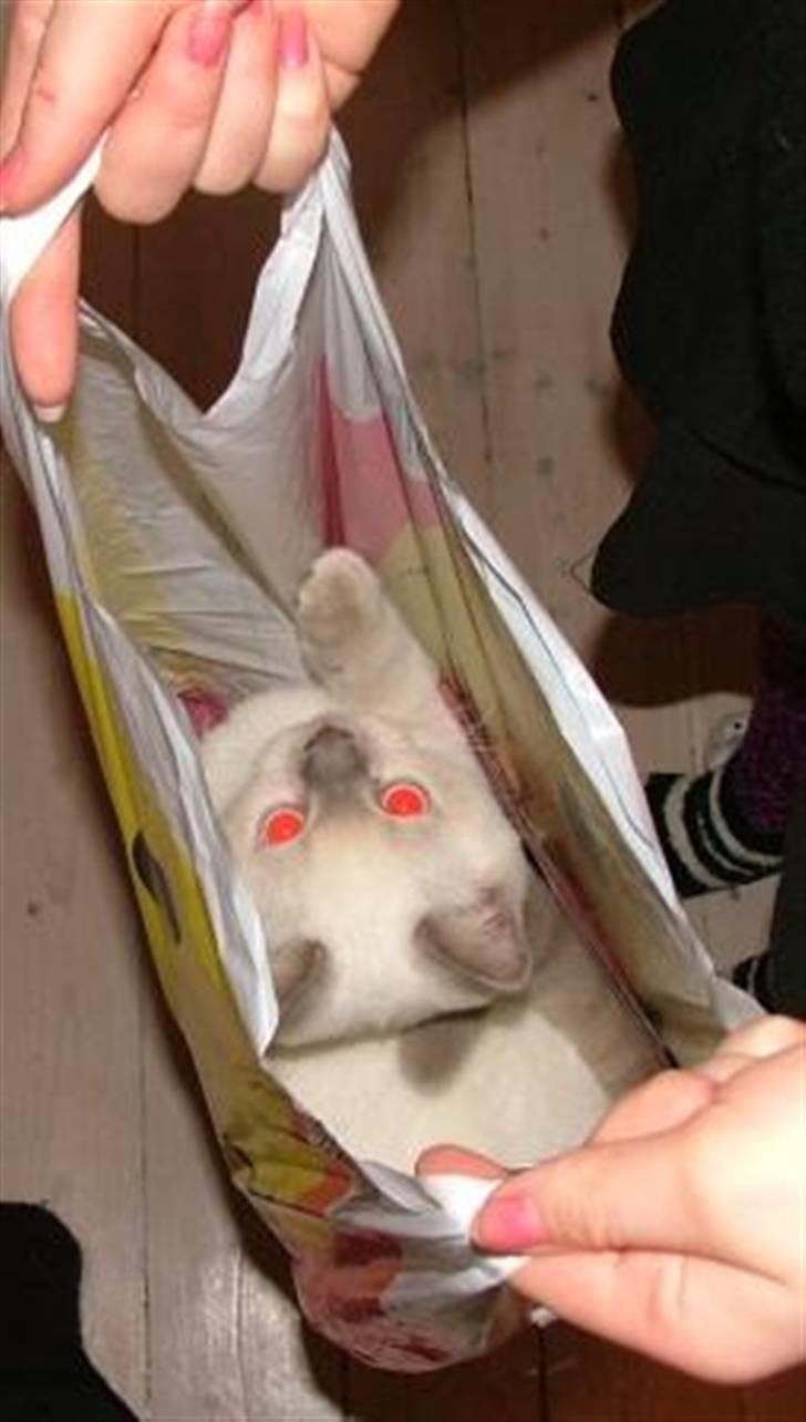 British Shorthair Adonis(Sylvester) Paludan - Sylvester elsker at ligge i og oven på plastikposer billede 11