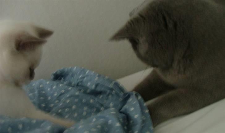 British Shorthair Adonis(Sylvester) Paludan - Se en fin profil han har :D billede 12