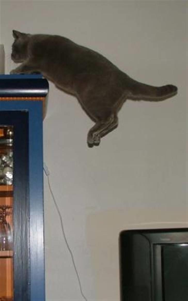 British Shorthair Beachhills Ludwig (Egon) - Oppe på skabet er Ludwig i fred for Sylvester og har udblik over hele stuen. billede 15