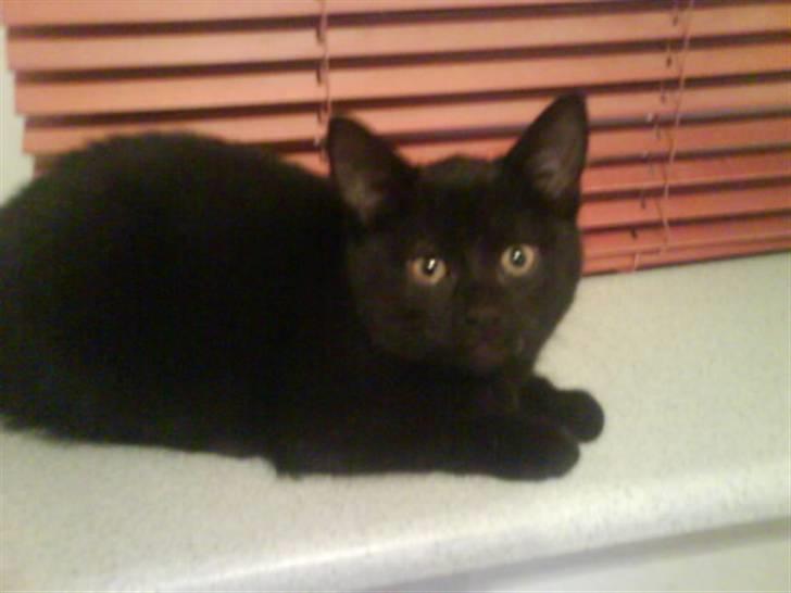 Blanding af racer DoRiT.. *VÆK*  Snøft.. - HVad laver du med det kamera der???? billede 4