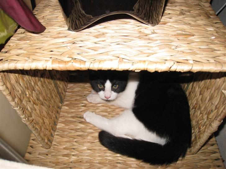 Huskat Mille - min egen lille hule... billede 2