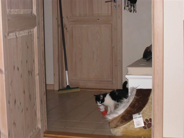 Huskat Mille - så skal der leges billede 3