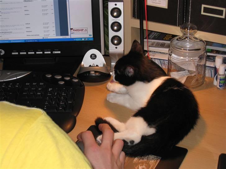 Huskat Mille billede 4