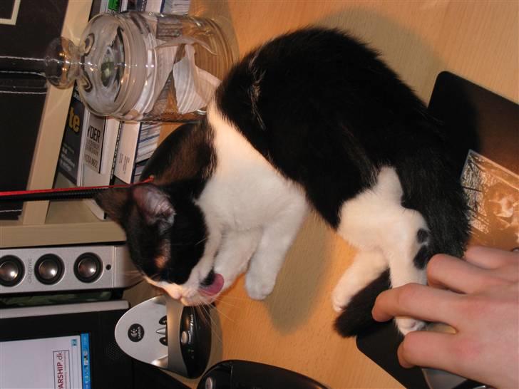 Huskat Mille billede 5