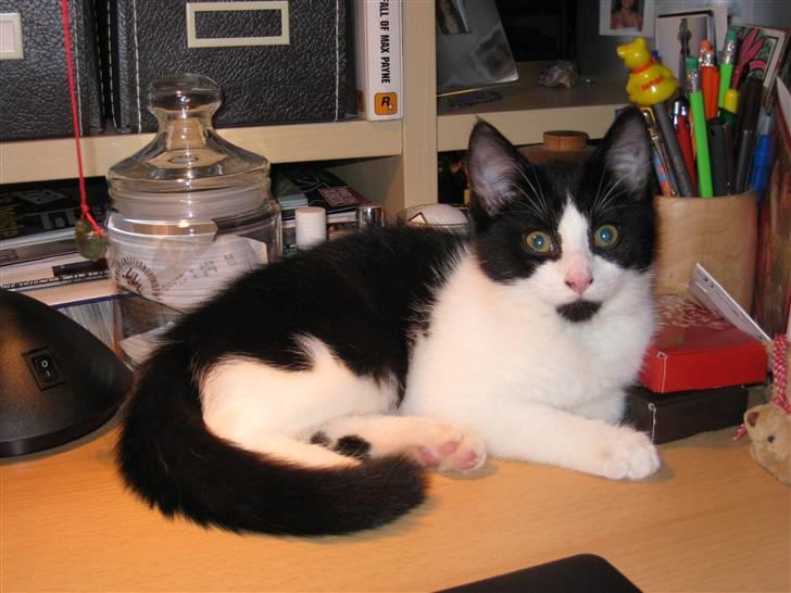 Huskat Mille billede 6