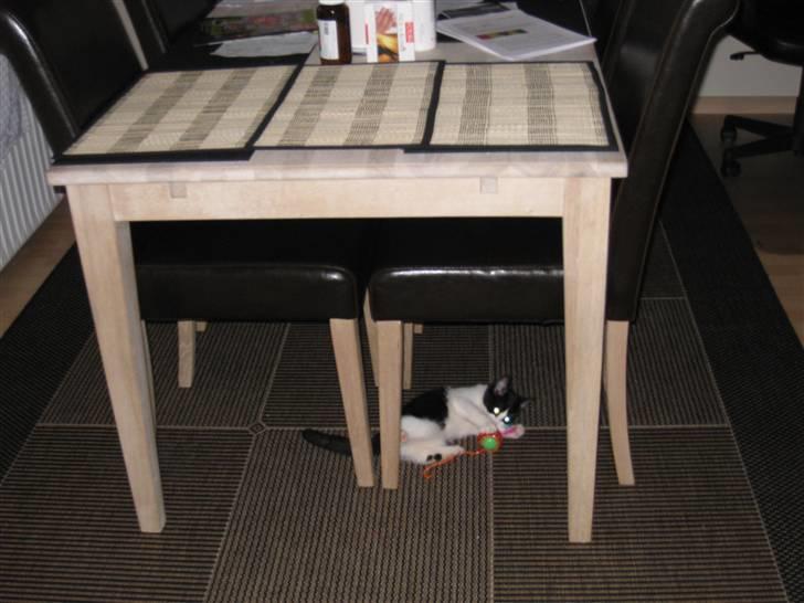 Huskat Mille billede 7