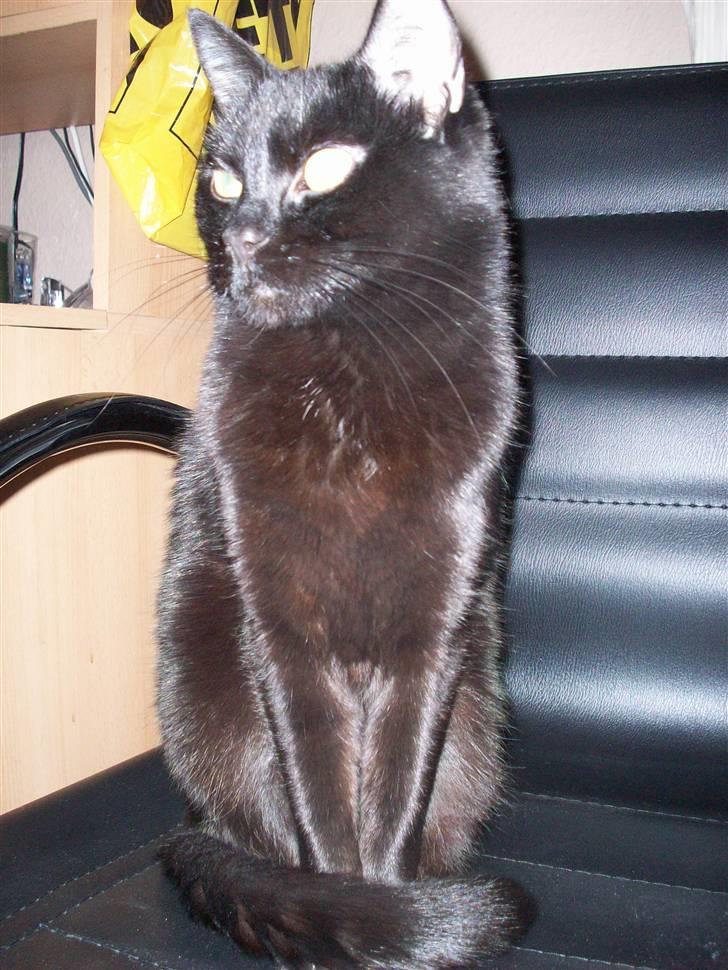 Blanding af racer Fister himmelkat - Fister billede 1