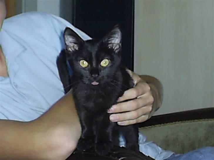 Blanding af racer Fister himmelkat - Rækker tunge billede 2