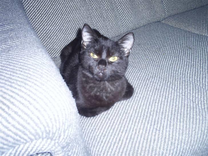 Blanding af racer Fister himmelkat - Kigger du på mig :) billede 3