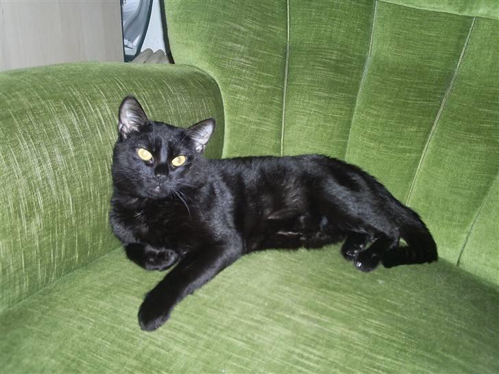 Blanding af racer Fister himmelkat - slænger sig lige i stolen mmmh billede 4