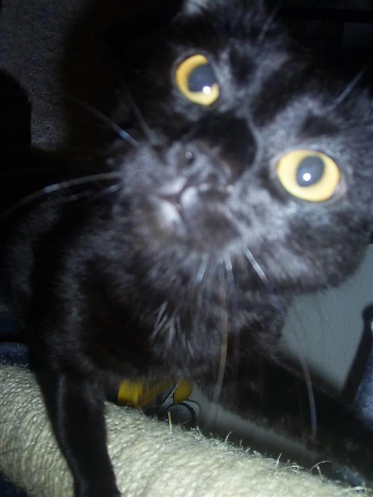 Blanding af racer Fister himmelkat - Snuden helt op i kameraret ;) billede 5