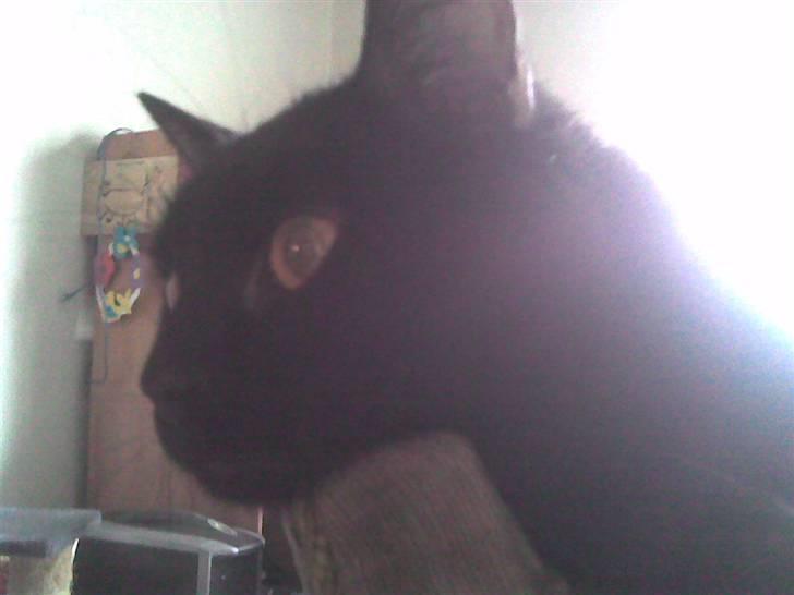 Blanding af racer Fister himmelkat - Hænger ud billede 6