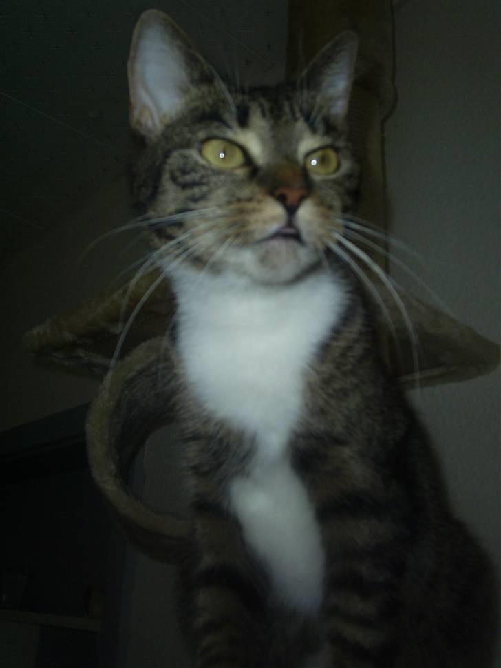 Huskat My Himmelkat ?? - My billede 1