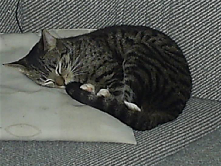 Huskat My Himmelkat ?? - Mhhh puden billede 2