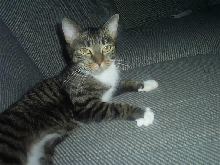 Huskat My Himmelkat ?? - Jaja mor billede 3