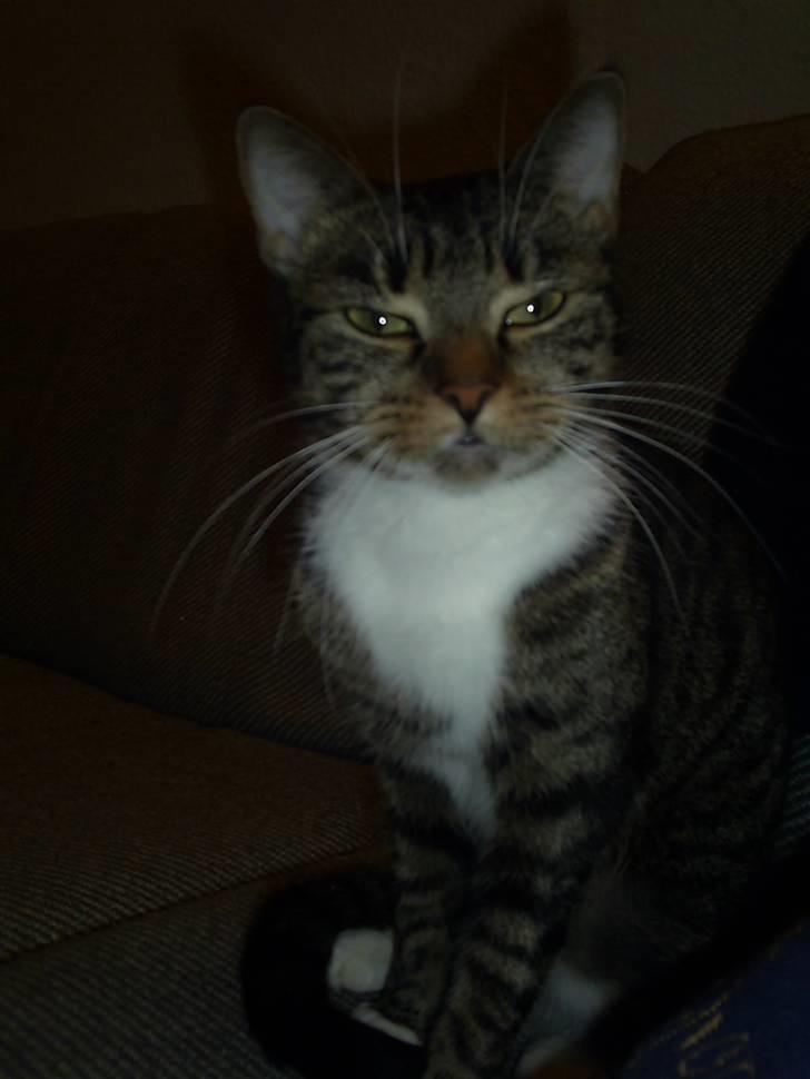 Huskat My Himmelkat ?? - Bare sur My billede 4