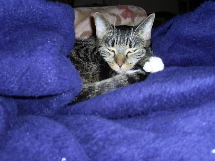 Huskat My Himmelkat ?? - Elsker tæppet mmmh billede 5