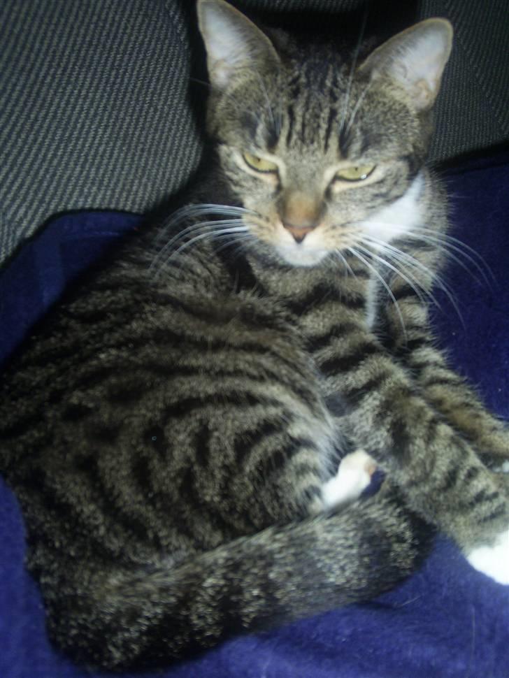 Huskat My Himmelkat ?? - Hygge missen billede 6