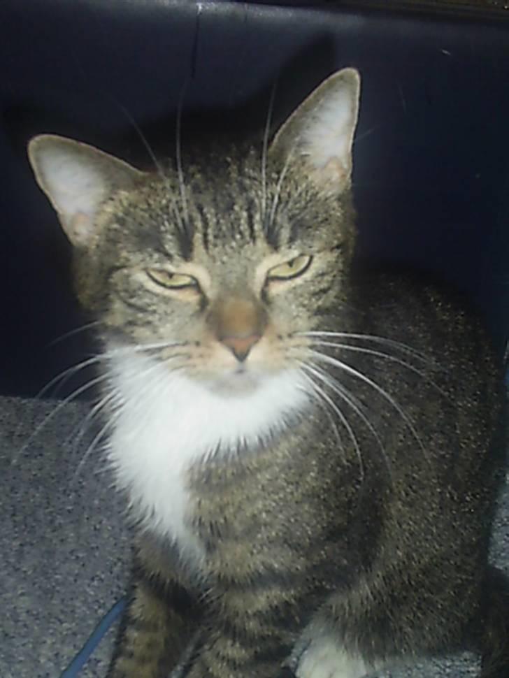 Huskat My Himmelkat ?? - Lidt skæv og undrende billede 7