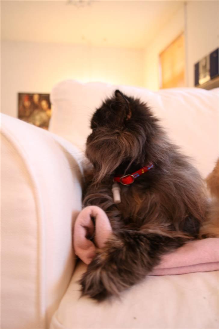 Perser Agrippina's Ofelia - Ofelia i profil 4/1-08 billede 15