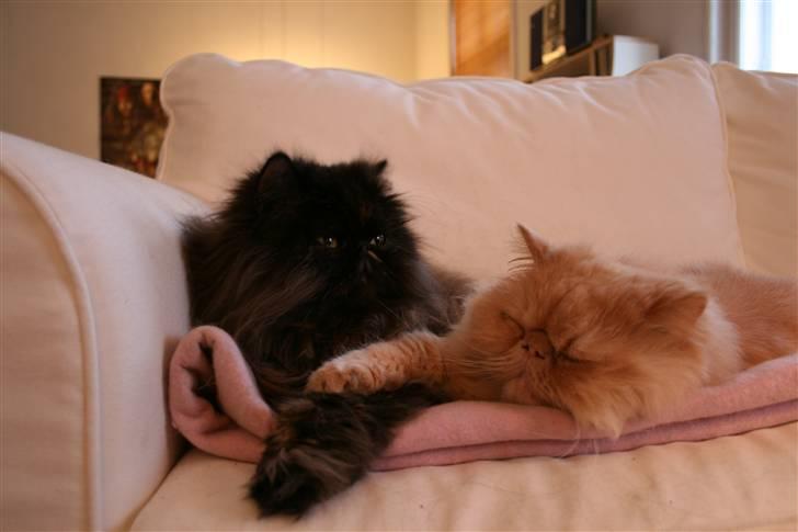 Perser Agrippina's Ofelia - Sofahygge med Othello :) 4/1-08 billede 16