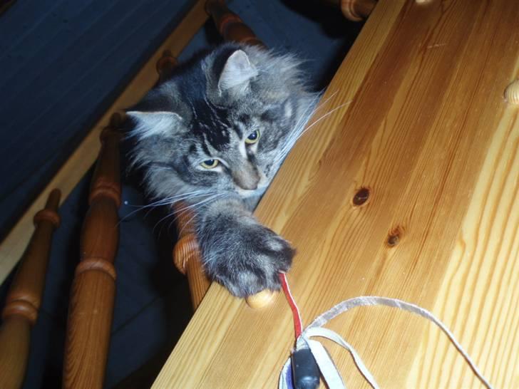 Maine Coon Charlis billede 1