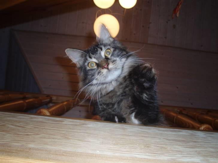 Maine Coon Charlis billede 2
