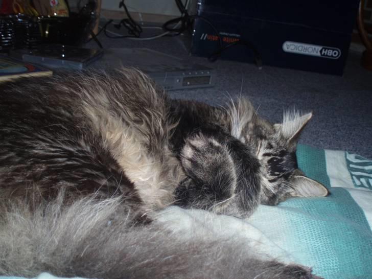 Maine Coon Charlis billede 3