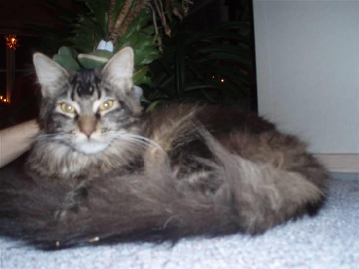 Maine Coon Charlis billede 4